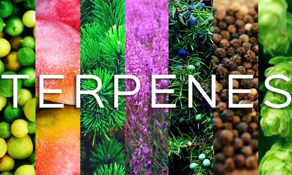 Live Resin Terpenes vs Botanical Terpenes