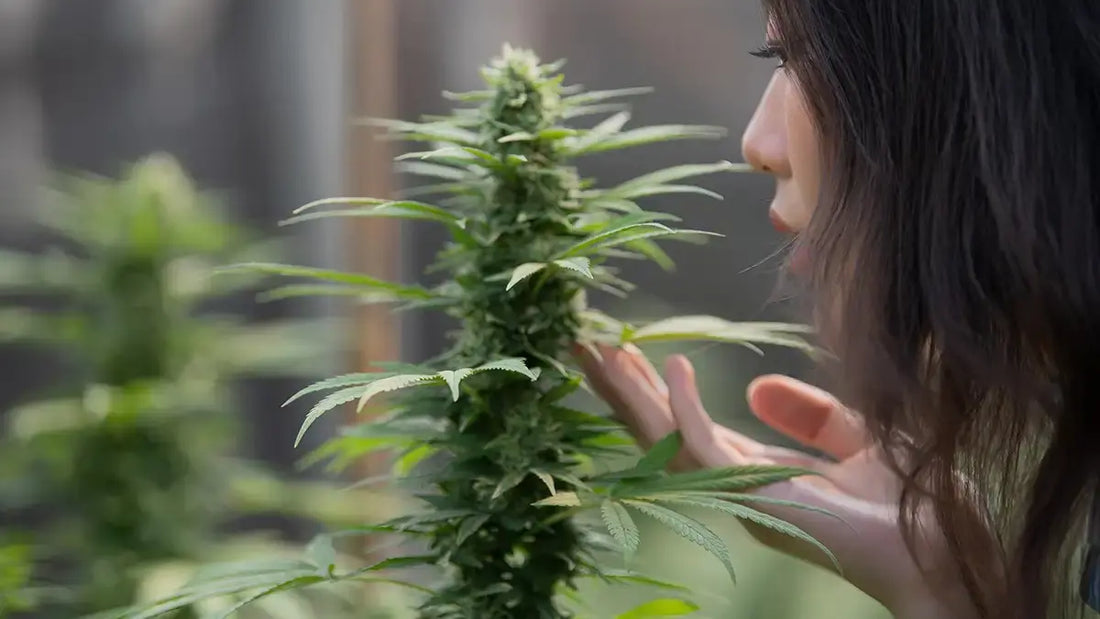 What Are Cannabis Terpenes? A Complete Guide for UK Buyers in 2025