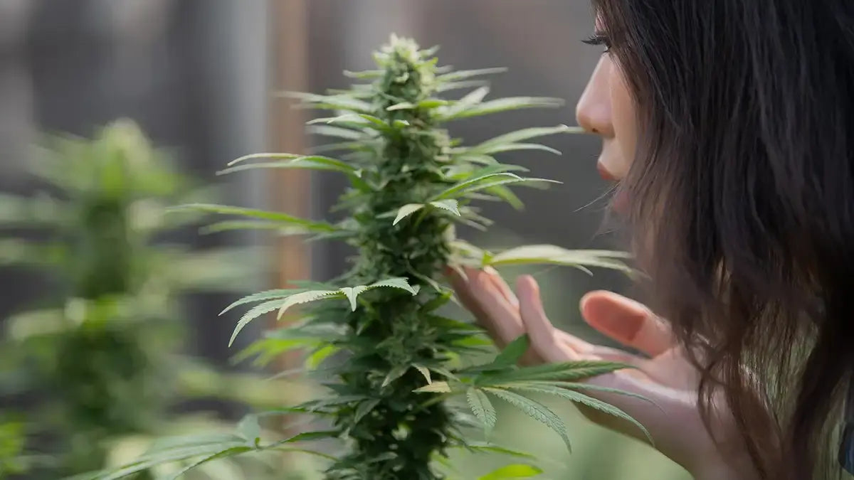 What Are Cannabis Terpenes? A Complete Guide for UK Buyers in 2025