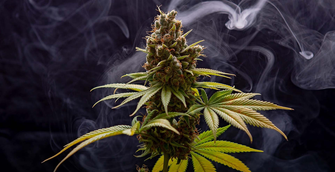 Terpenes for Vape Manufacturers in the UK: What You Need to Know