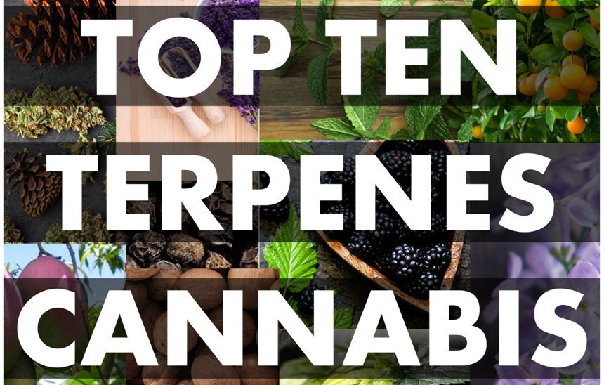 Top 10 Terpenes Used in the UK Cannabis Industry (and What They Do)