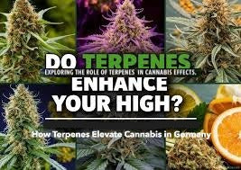Enhance Your High: How Terpenes Elevate Cannabis in Germany