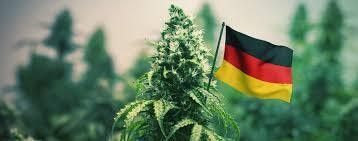 Terpene Profiles of Popular German-Bred Cannabis Strains