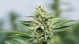 Sustainable Cultivation of Terpene-Rich Cannabis in Germany