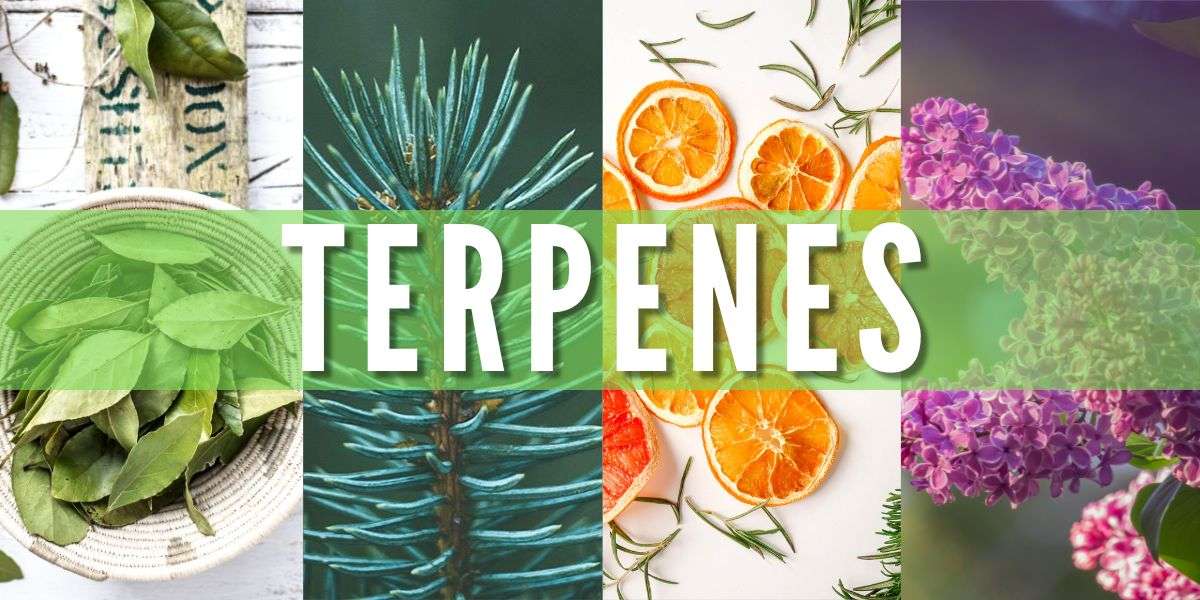 Graphic showing bulk terpene bottles, shipping containers, and Europe map, highlighting sourcing, quality standards, and wholesale compliance.