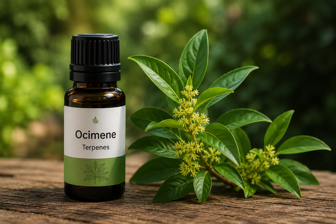 Les terpènes d’Ocimène expliqués : bienfaits, profil aromatique et effets