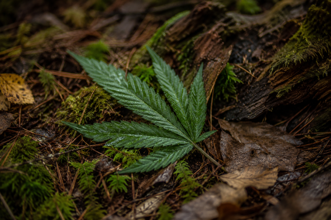 Earthy forest-floor macro shot with green leaf, moss, and exotic natural textures.