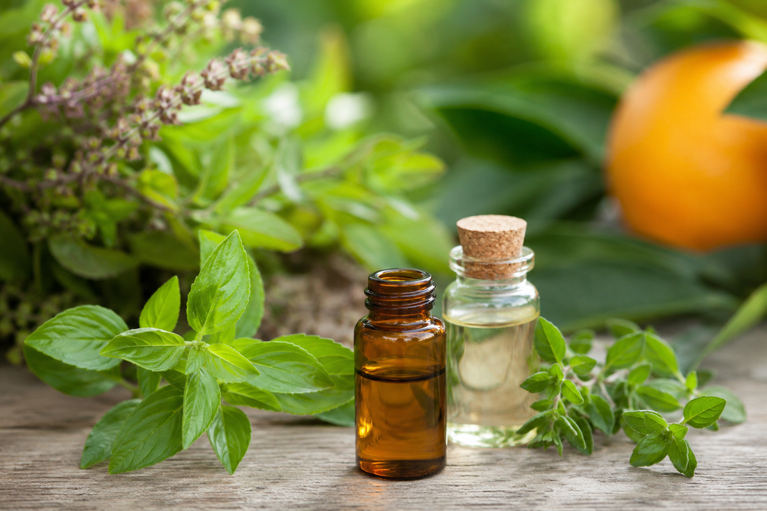 De beste botanische bronnen van Ocimeen-terpenen voor premium formuleringen