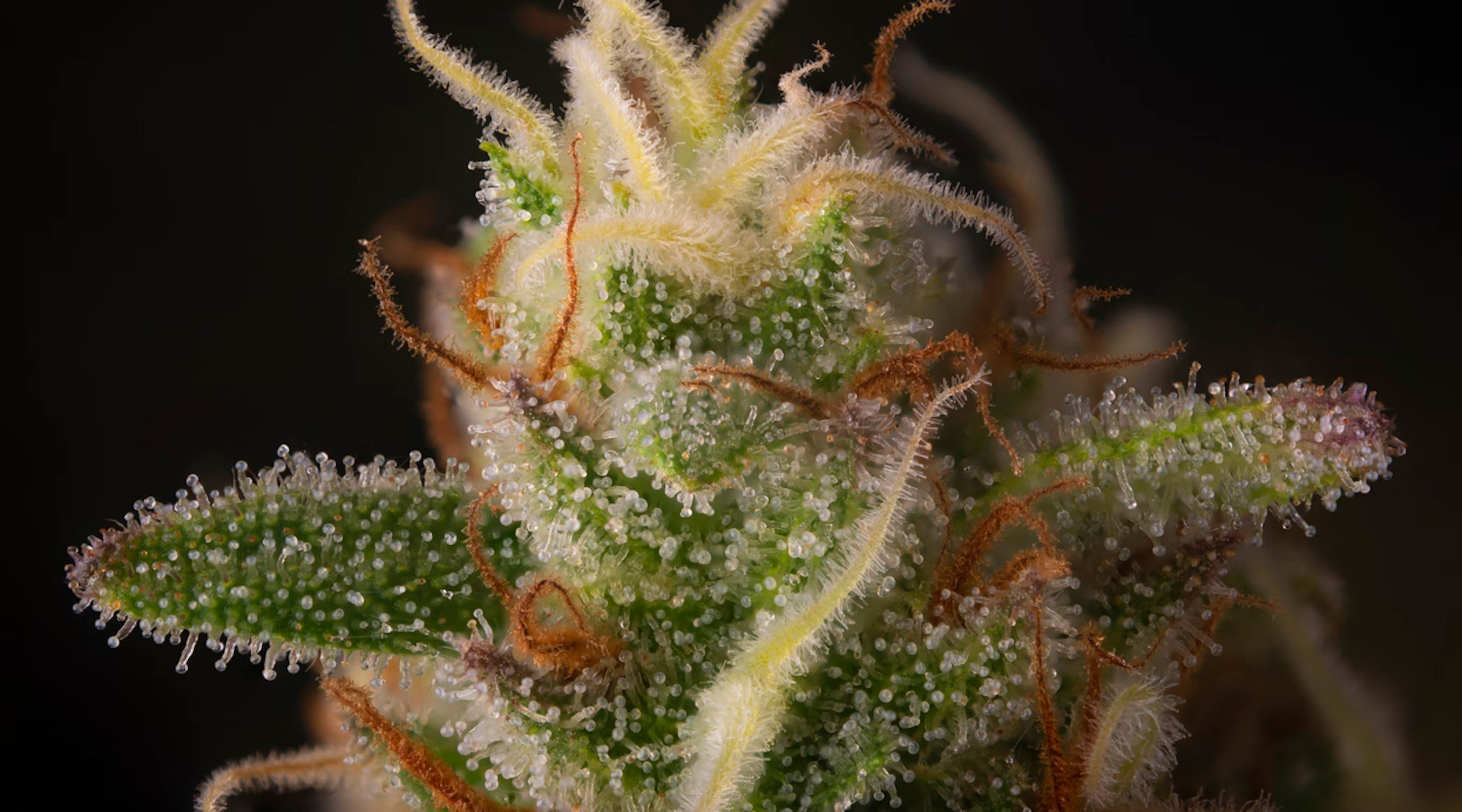 Graphic showing cannabis leaves and terpene molecules representing OG Kush, Gelato, Zkittlez, and Amnesia Haze, with aroma and flavour icons.