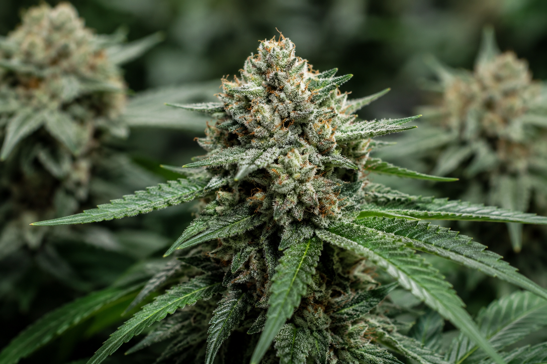 Close-up of a frosty cannabis bud rich in myrcene with crystal trichomes and green leaves.