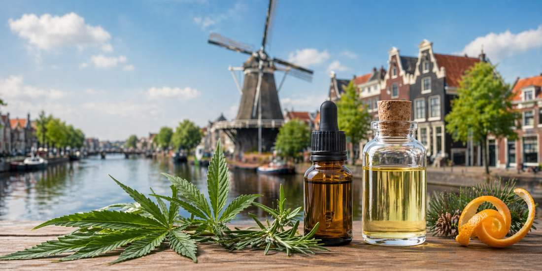 Natural terpene oils with cannabis leaf and citrus on wooden table, Dutch canal and windmill in background