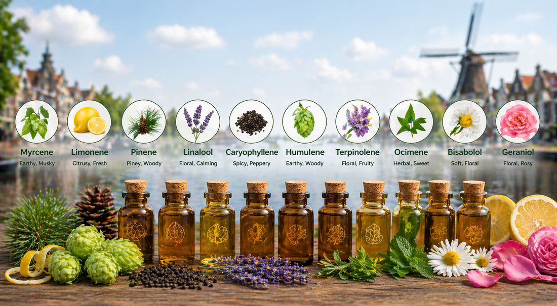 Essential oil bottles with terpene plants and flowers on wooden table, Dutch canal and windmill in background