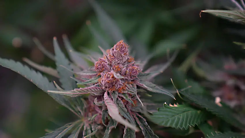 Visual of cannabis leaves and terpene molecules alongside market trends and 2025 forecast for Europe.