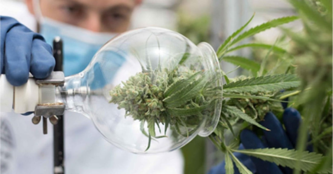 Formulate Vape Liquids with Terpenes