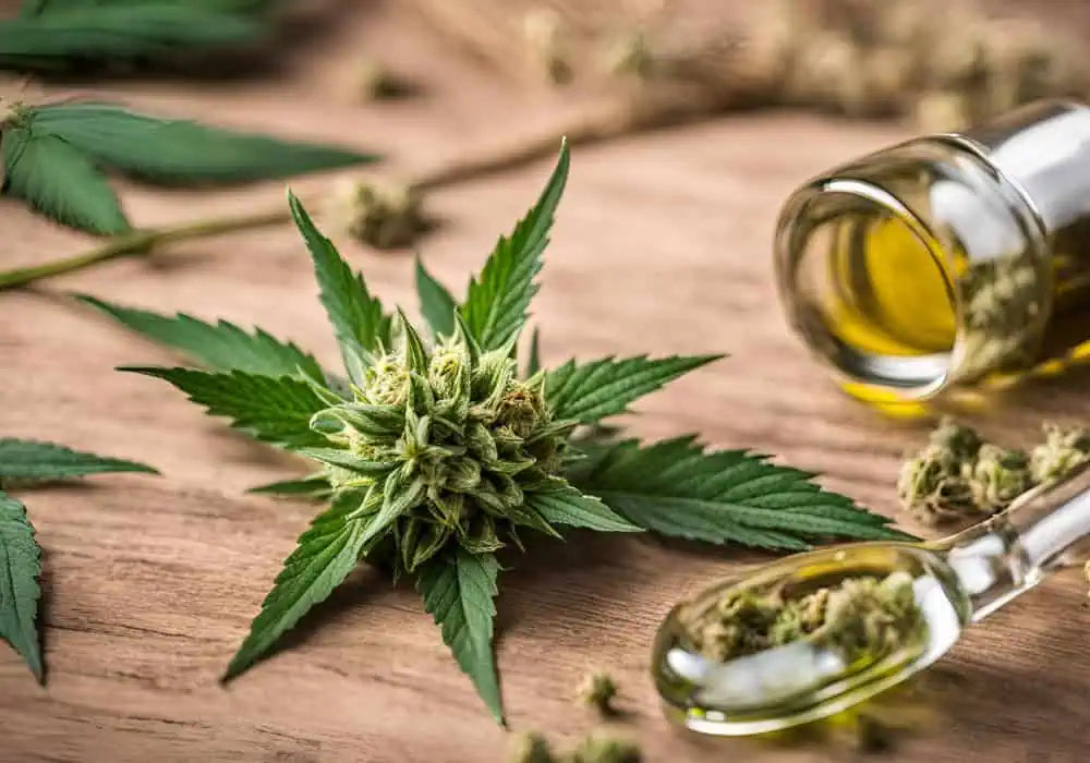 Illustration of cannabis leaves with colorful aroma icons representing different terpenes, including Myrcene, Limonene, and Caryophyllene, highlighting their scents, flavours, and effects.