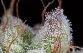 Graphic showing cannabis leaves and colorful scent/flavour icons representing popular UK strains like Zkittlez, Amnesia, and Wedding Cake, illustrating terpene profiles and custom blend options.