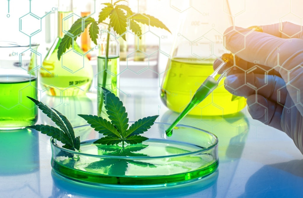 The Science Behind Terpenes: Research Insights from German Universities