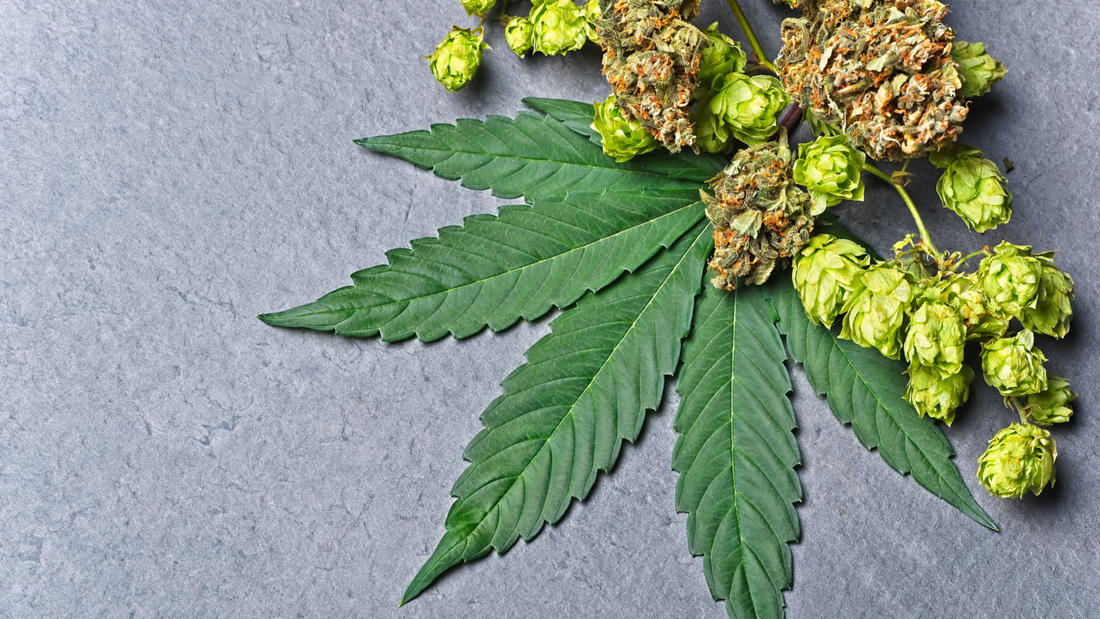 Why UK Wellness Brands Are Switching to Natural Terpenes Over Synthetic Flavours