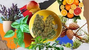 Top 5 Terpenes to Look For in German Medical Cannabis
