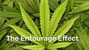 Exploring Terpene Synergy: The ‘Entourage Effect’ in German Cannabis