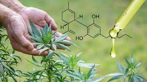 Understanding Cannabis Terpenes in Germany: A Comprehensive Guide
